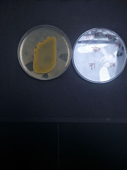 Staphylococcus aureus-BNCC