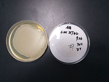 Bacillus amyloliquefaciens-BNCC