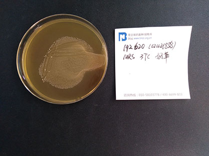 Lactobacillus sakei subsp. sakei-BNCC