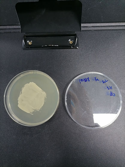 Saccharomyces cerevisiae-BNCC