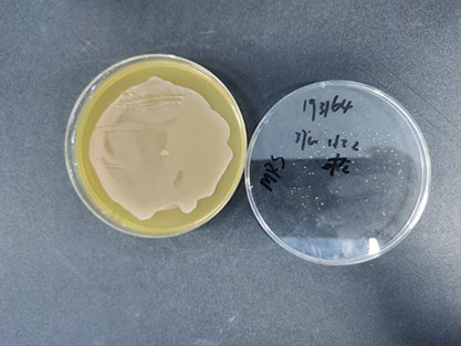 Lactobacillus plantarum-BNCC