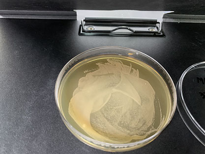 Lactobacillus salivarius-BNCC