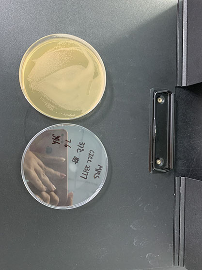 Lactobacillus salivarius subsp. salicinius-BNCC