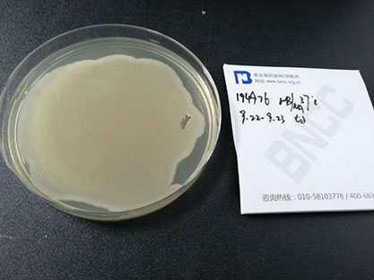 Paenibacillus polymyxa-BNCC