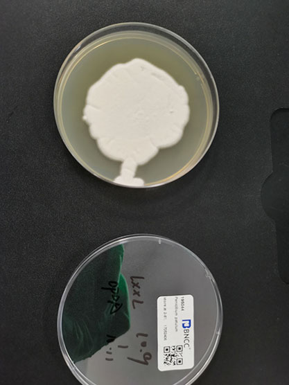 Penicillium patulum-BNCC