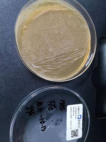 Lactobacillus plantarum-BNCC