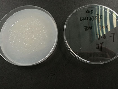 Bacillus mucilaginosus-BNCC