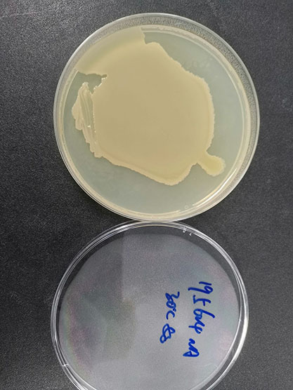 Lysinibacillus fusiformis-BNCC