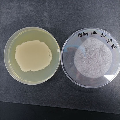 Bacillus subtilis-BNCC