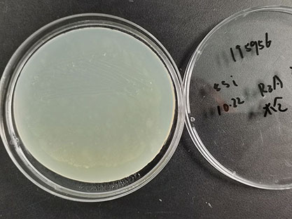 Bacillus smithii-BNCC