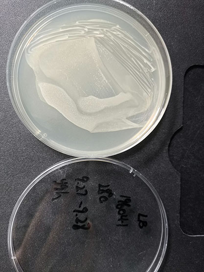 Staphylococcus sp.-BNCC