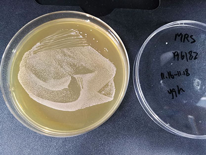 Lactobacillus acidipiscis-BNCC