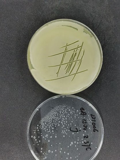 Bacillus amyloliquefaciens-BNCC