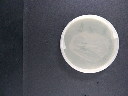 Brevibacillus laterosporus-BNCC