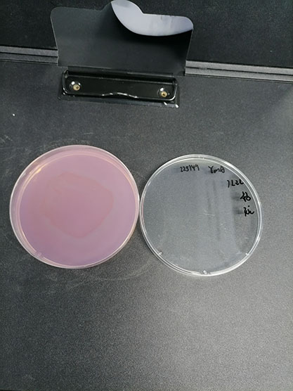 Rhizobium leguminosarum-BNCC