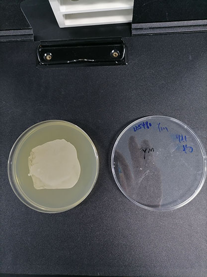 Zygosaccharomyces rouxii-BNCC