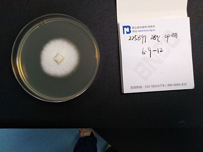 Fusarium oxysporum f. sp. niveum-BNCC