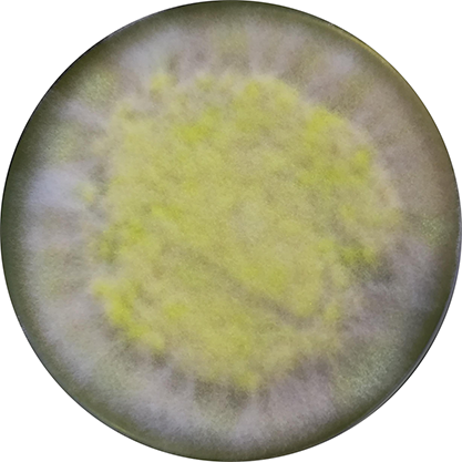 Talaromyces stipitatus-BNCC