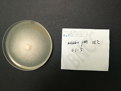 Banana anthracnose fungus-BNCC