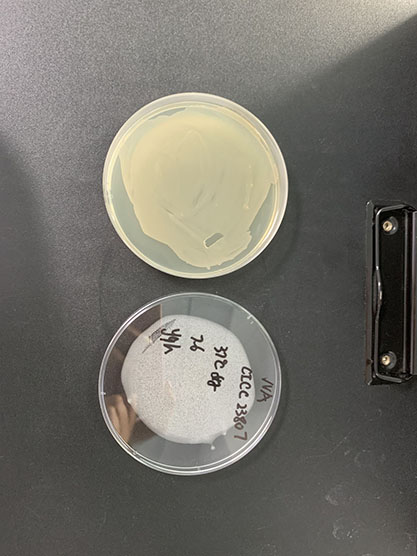 Achromobacter sp.-BNCC