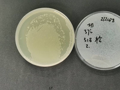 Salmonella enterica subsp.-BNCC