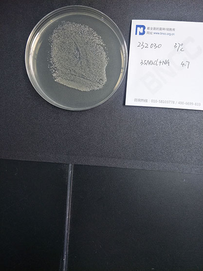 Vibrio cholerae-BNCC
