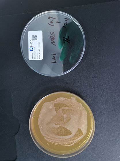 Bifidobacterium longum-BNCC
