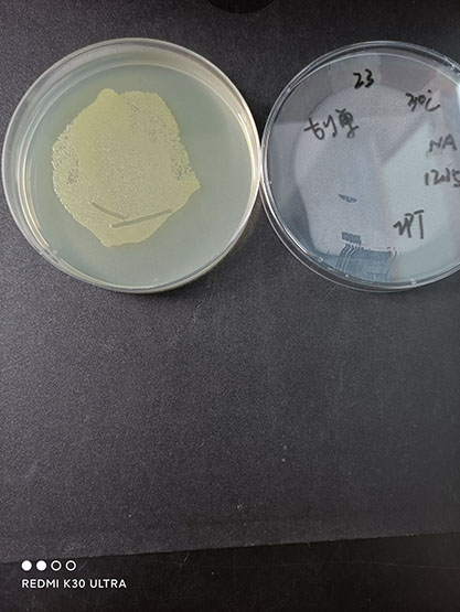 Photorhabdus asymbiotica subsp.‖asymbiotica Fischer-Le Saux et al.-BNCC