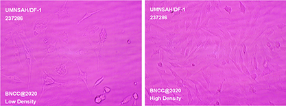 Chicken embryo fibroblasts-BNCC