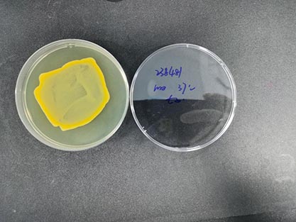 Staphylococcus aureus subspecies-BNCC
