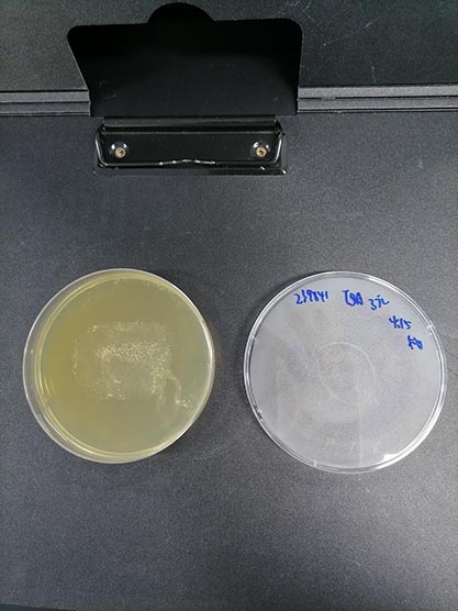 Mycobacterium phlei Lehmann and Neumann-BNCC