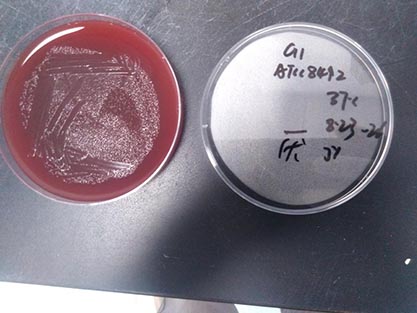 Bacteroides uniformis Eggerth and Gagnon-BNCC