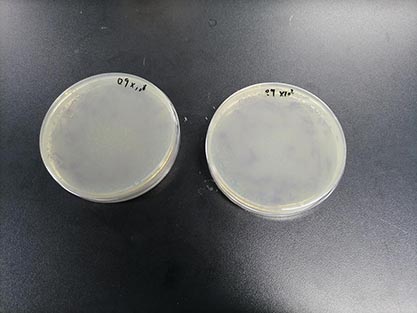 Chromobacterium violaceum Bergonzini-BNCC