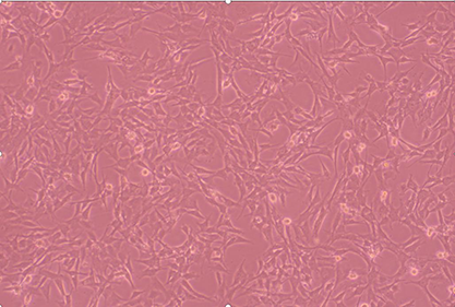 Mouse renal tubular epithelial cells-BNCC