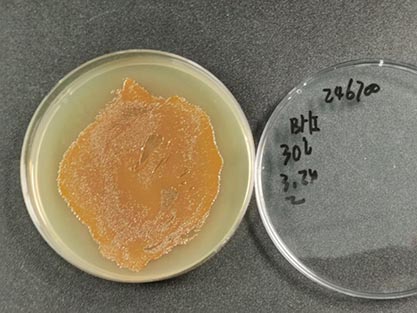 Photorhabdus temperata Fischer-Le Saux et al.-BNCC