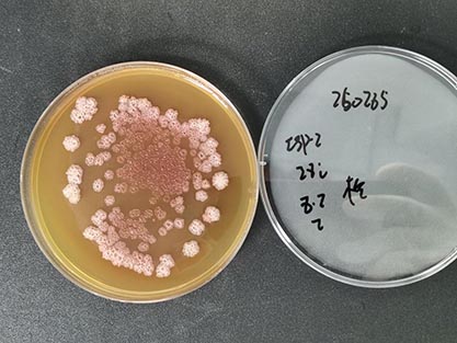 Streptomyces peucetius Grein et al.-BNCC