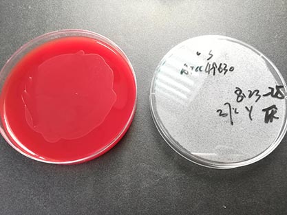 Anaerococcus hydrogenalis (Ezaki et al.) Ezaki et al.-BNCC