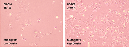 Mouse brain astroglial neuron type Ⅲ clonal cells-BNCC