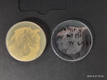 Corynebacterium renale (Migula) Ernst-BNCC