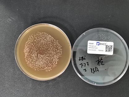 Methylibium petroleiphilum-BNCC