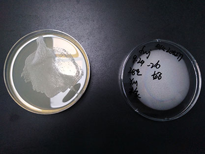 Saccharomyces cerevisiae Meyen ex E.C. Hansen-BNCC