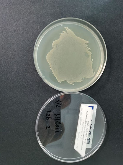 Salmonella enteritidis subsp.-BNCC