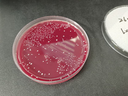 Bacteroides ovatus Eggerth and Gagnon-BNCC