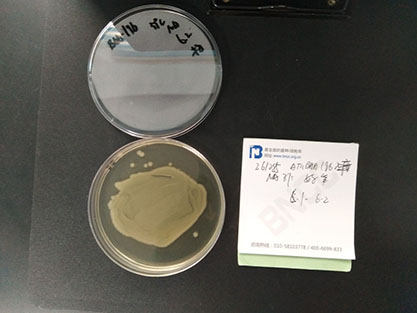 Escherichia coli (Migula) Castellani and Chalmers-BNCC