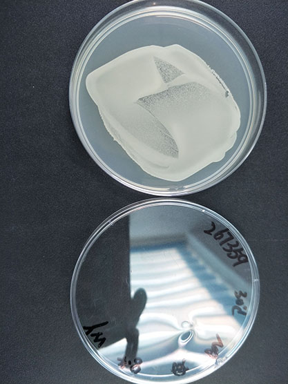 Acinetobacter calcoaceticus (Beijerinck) Baumann et al.-BNCC