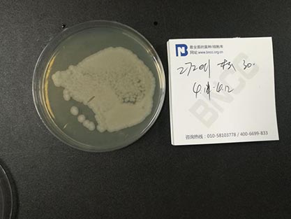 Bacillus thuringiensis Berliner-BNCC