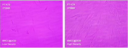 Porcine turbinate mucosal fibroblasts-BNCC