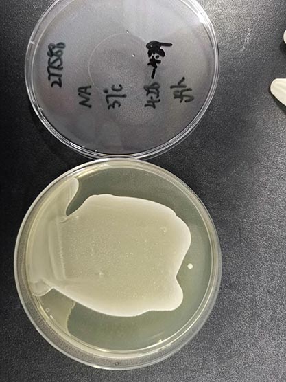 Staphylococcus capitis subsp.‖capitis Kloos and Schleifer-BNCC