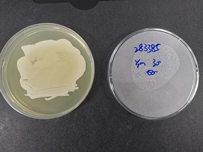 Cryptococcus neoformans (Sanfelice) Vuillemin-BNCC