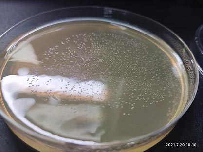 [NCTC 7865, SK 3] Streptococcus Gordon's-BNCC